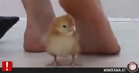 Chick Porn Videos 